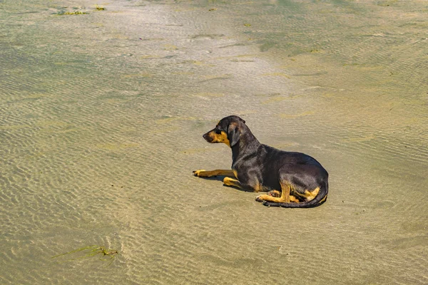 Cão preto sentado na areia na praia — Fotografia de Stock