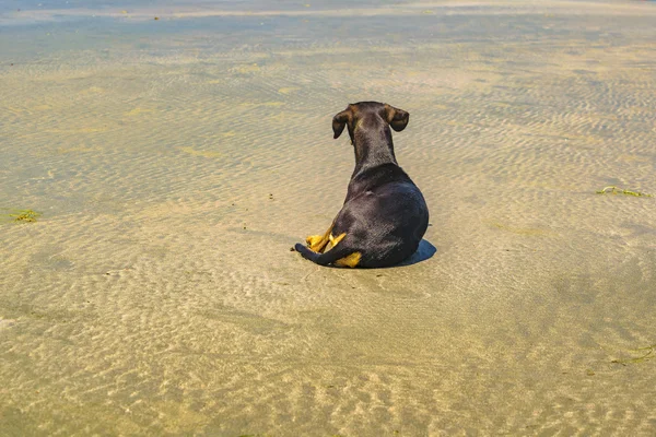 Cão preto sentado na areia na praia — Fotografia de Stock