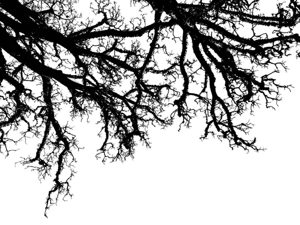 Baixo Ângulo Tiro Deixar Menos Árvore Sobre Limpo Céu Azul — Fotografia de Stock