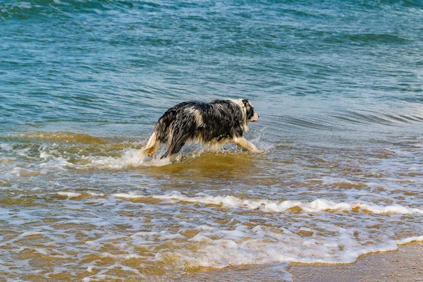 Cão Preto Branco Caminhando Mar Tel Aviv Israel — Fotografia de Stock