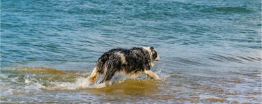 Siyah ve beyaz köpek denizde yürüyor, tel aviv, İsrail