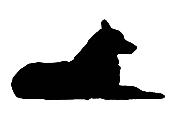 Silhouette Graphique Forme Chien Isolé Sur Fond Blanc — Photo