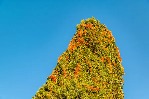 Minimaler Stil Foto Ungewöhnlichen Baum Über Sauberen Blauen Himmel Detailansicht — Stockfoto
