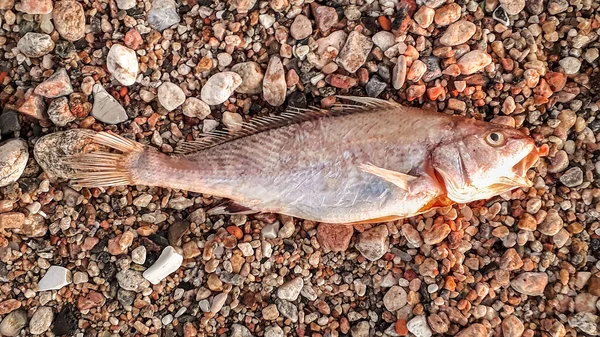 Vista Superior Disparó Peces Muertos Sobre Suelo Rocoso —  Fotos de Stock