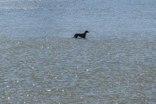 静かな川の真ん中に立っている長い遠いショット黒犬 モンテビデオ Uruguay — ストック写真