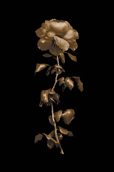 Fantasy Brązowe Kolory Róża Izolowane Czarnym Tle — Zdjęcie stockowe