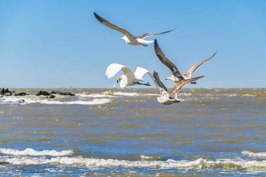 Nehir üzerinde uçan martılar, Montevideo, uruguay