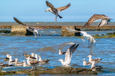 Nehir üzerinde uçan martılar, Montevideo, uruguay