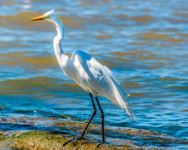 Sahilde beyaz leylek, Montevideo, uruguay