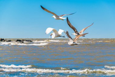 Nehir üzerinde uçan martılar, Montevideo, uruguay