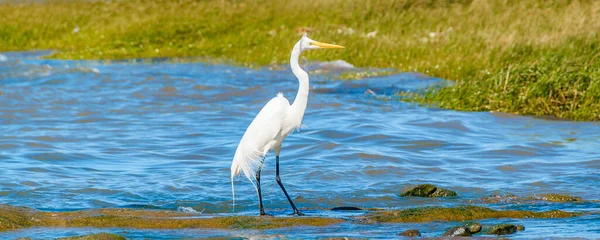 White Stork Coast Beach Montevideo Uruguay — Stock Photo, Image