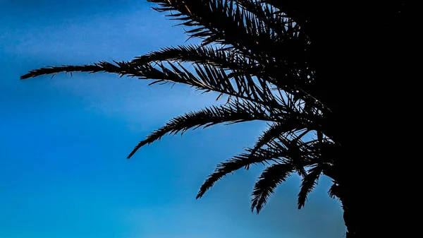 Silueta Palmera Alto Contraste Sobre Fondo Cielo Azul — Foto de Stock