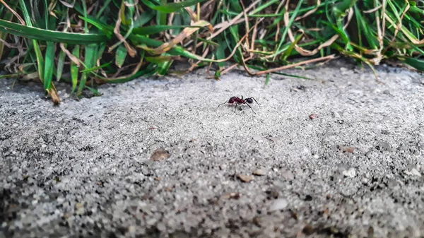 Black Ant Walking Concrete Ground — Stock Photo, Image