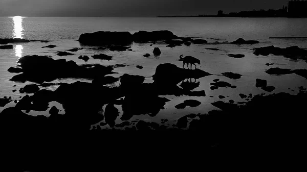 高对比度景观日落岩石海岸 蒙太古 乌鲁盖 — 图库照片