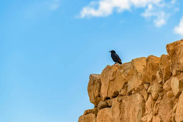 Cuervo Negro Pie Cima Roca Masada Parque Nacional Israel —  Fotos de Stock