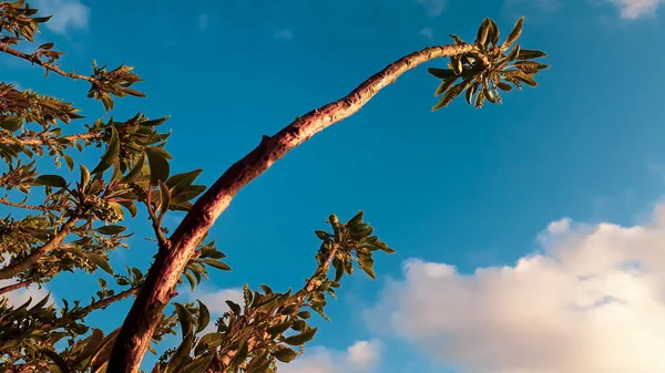 Bajo Ángulo Tiro Plantas Exóticas Sobre Fondo Cielo Azul —  Fotos de Stock