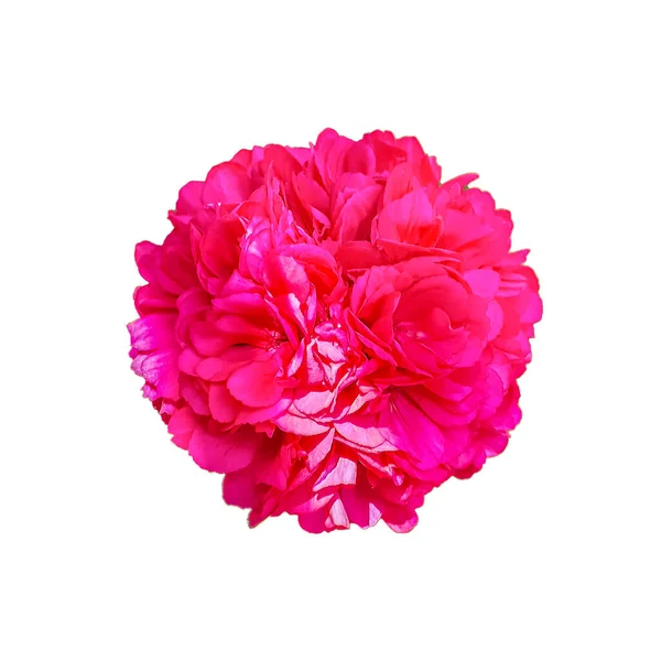 Bovenaanzicht Roze Roos Geïsoleerd Witte Achtergrond Foto — Stockfoto