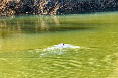 Sessiz gölde yüzen bir su samuru, arequita Ulusal Parkı, lavalleja, uruguay
