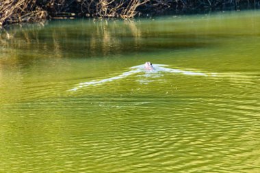 Sessiz gölde yüzen bir su samuru, arequita Ulusal Parkı, lavalleja, uruguay