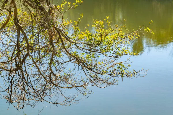 Ramas Árboles Sobre Laguna Parque Nacional Arequita Lavalleja Uruguay — Foto de Stock