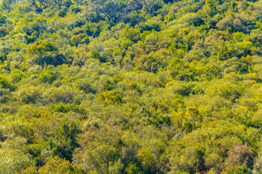De los cuervos tepesindeki yapraklı orman, arequita ulusal parkı, lavalleja, uruguay