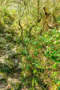 De los cuervos tepesindeki yapraklı orman, arequita ulusal parkı, lavalleja, uruguay