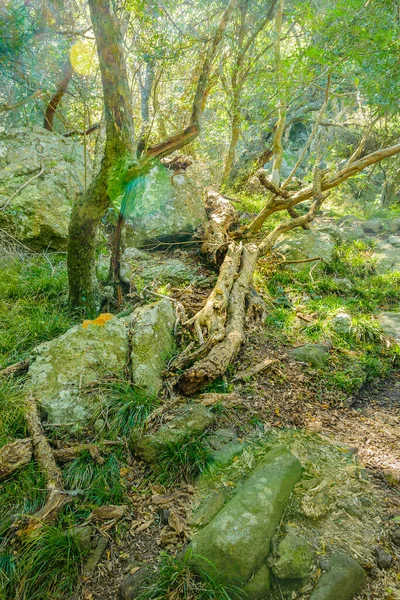 Blad Skog Vid Los Cuervos Kulle Arequita Nationalpark Lavalleja Uruguay — Stockfoto