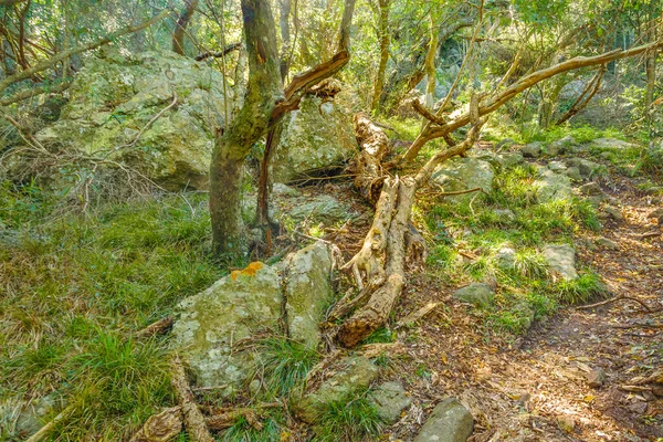 Blad Skog Vid Los Cuervos Kulle Arequita Nationalpark Lavalleja Uruguay — Stockfoto