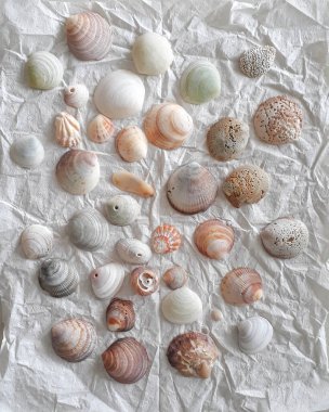 Üst görünüm yumuşakça kabuklar dokulu kağıt arkaplan üzerine