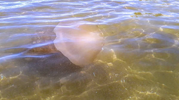 Grandes Medusas Nadando Água Transparente Punta Del Este Uruguai — Fotografia de Stock