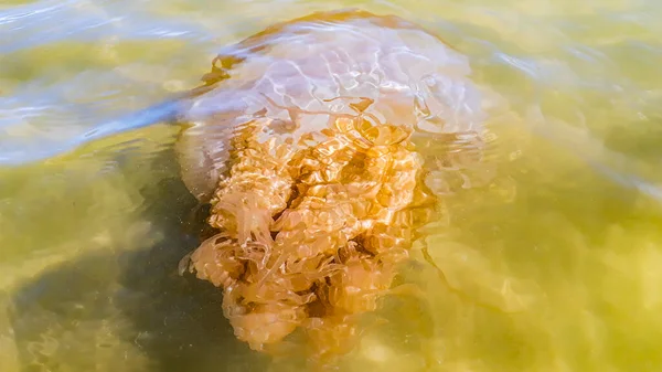 透明水での大きなクラゲの水泳 プンタデルエステ Uruguay — ストック写真