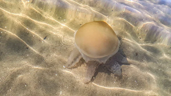 Big Jellyfish Swimming Transparent Water Punta Del Este Uruguay — Stock Photo, Image