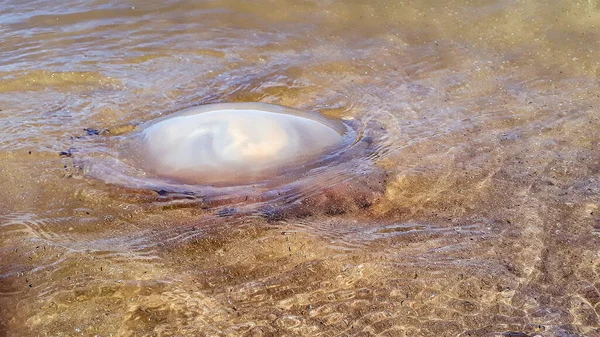 Grandes Medusas Nadando Água Transparente Punta Del Este Uruguai — Fotografia de Stock