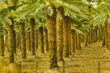 Batı kıyısındaki palmiye ağaçları dış manzara, orta, doğu, İsrail