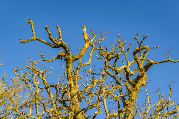 Ombu Bäume Arequita Nationalpark Lavalleja Uruguay — Stockfoto