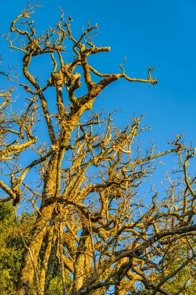 Ombu Bäume Arequita Nationalpark Lavalleja Uruguay — Stockfoto