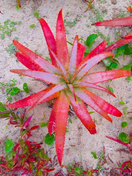 Draufsicht Schoss Rote Bunte Aloe Vera Pflanze Über Sand — Stockfoto