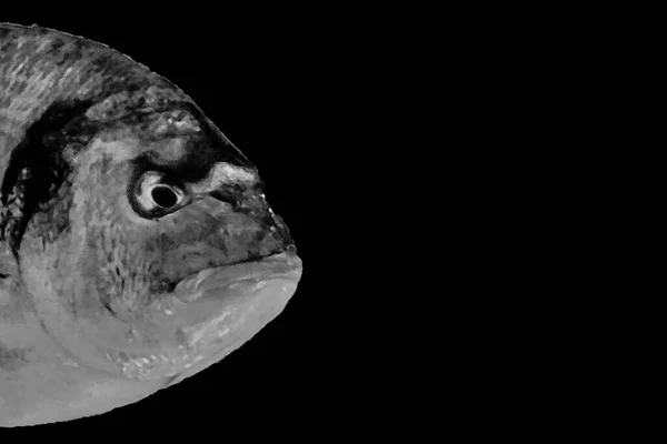 Angry Expression Fish Head Black Background — Stock Photo, Image