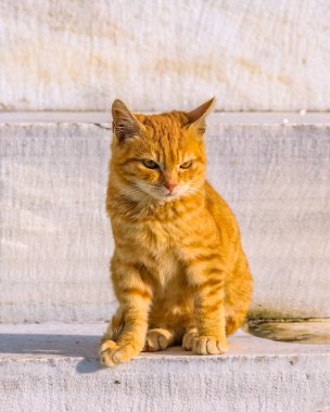 Turuncu kedicik mermer harabelerde oturuyor, Atina, Yunanistan