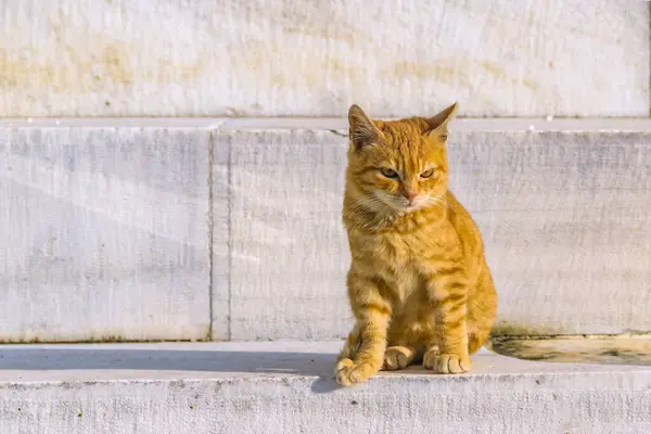 Помаранчева Котяча Кішка Сидить Мармурових Руїнах Афін Греція — стокове фото