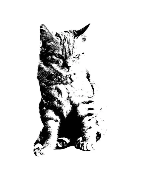 Πορτοκαλί Γάτα Συνεδρίαση Stencil Στυλ Γραφική Απεικόνιση Απομονώνονται Λευκό Φόντο — Φωτογραφία Αρχείου