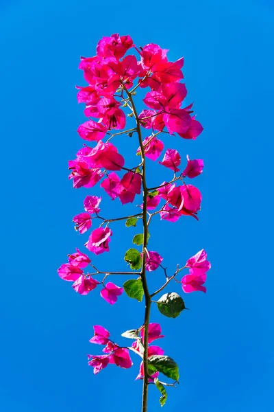 Front View Santa Rita Flower Clean Blue Sky Background — Stock Photo, Image