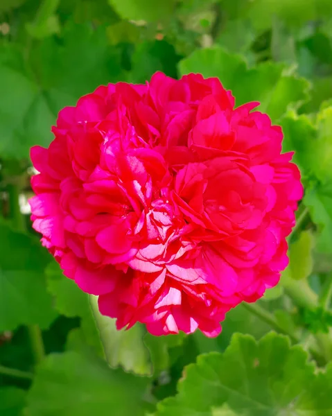 Top View Shot Ροζ Τριαντάφυλλο Που Περιβάλλεται Από Πράσινα Φύλλα — Φωτογραφία Αρχείου