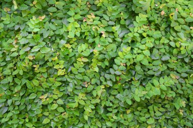 Ayrıntılı görünüm küçük yeşil yapraklar arkaplan dokusu