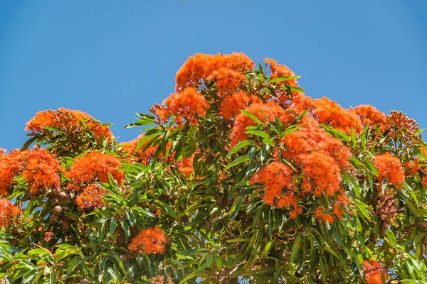 Baixo Ângulo Tiro Flores Vermelhas Árvore Sobre Céu Azul — Fotografia de Stock