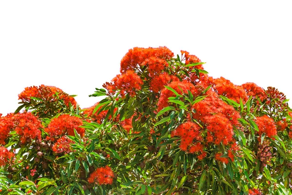 Niedriger Winkel Schuss Rote Blumen Baum Über Weißem Hintergrund — Stockfoto
