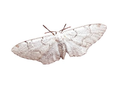 Üst görünüm beyaz güve beyaz arkaplan fotoğrafı izole