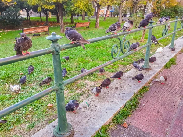 Mnóstwo Mew Parku Miejskim Atenach Grecji — Zdjęcie stockowe