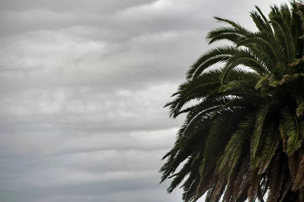 Palma Strom Přes Bouřlivé Oblačné Nebe Pozadí — Stock fotografie