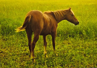 Kahverengi at tarlada